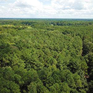 Photo of UNDER CONTRACT!  47 Acres of Timber and Hunting Land For Sale in Pitt County NC!