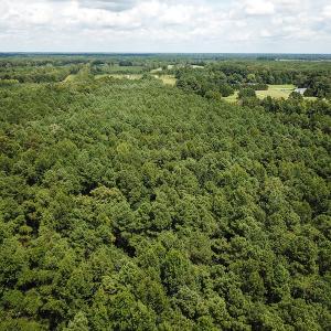Photo of UNDER CONTRACT!  47 Acres of Timber and Hunting Land For Sale in Pitt County NC!