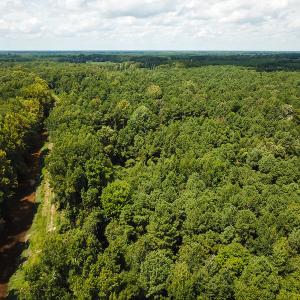 Photo of UNDER CONTRACT!  47 Acres of Timber and Hunting Land For Sale in Pitt County NC!