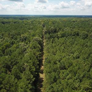 Photo of UNDER CONTRACT!  47 Acres of Timber and Hunting Land For Sale in Pitt County NC!