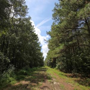Photo of UNDER CONTRACT!  47 Acres of Timber and Hunting Land For Sale in Pitt County NC!