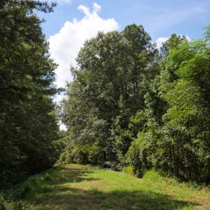 Photo of UNDER CONTRACT!  47 Acres of Timber and Hunting Land For Sale in Pitt County NC!