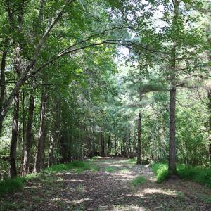 Photo of UNDER CONTRACT!  47 Acres of Timber and Hunting Land For Sale in Pitt County NC!