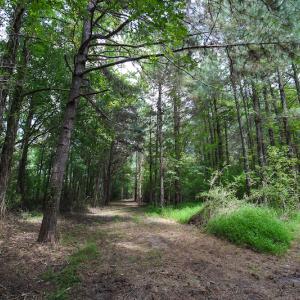 Photo of UNDER CONTRACT!  47 Acres of Timber and Hunting Land For Sale in Pitt County NC!
