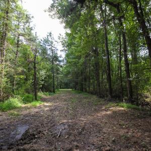 Photo of UNDER CONTRACT!  47 Acres of Timber and Hunting Land For Sale in Pitt County NC!