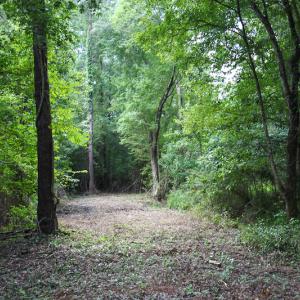 Photo of UNDER CONTRACT!  47 Acres of Timber and Hunting Land For Sale in Pitt County NC!