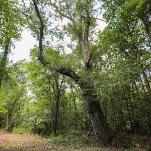 Photo of UNDER CONTRACT!  47 Acres of Timber and Hunting Land For Sale in Pitt County NC!