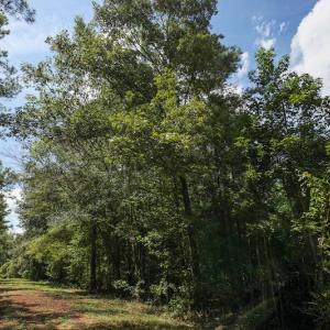 Photo of UNDER CONTRACT!  47 Acres of Timber and Hunting Land For Sale in Pitt County NC!