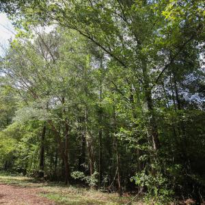 Photo of UNDER CONTRACT!  47 Acres of Timber and Hunting Land For Sale in Pitt County NC!