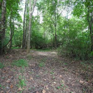 Photo of UNDER CONTRACT!  47 Acres of Timber and Hunting Land For Sale in Pitt County NC!