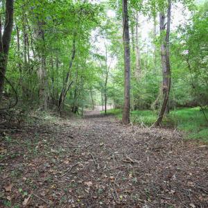 Photo of UNDER CONTRACT!  47 Acres of Timber and Hunting Land For Sale in Pitt County NC!