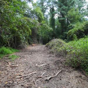 Photo of UNDER CONTRACT!  47 Acres of Timber and Hunting Land For Sale in Pitt County NC!