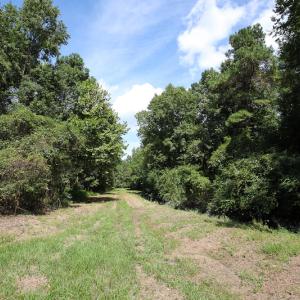 Photo of UNDER CONTRACT!  47 Acres of Timber and Hunting Land For Sale in Pitt County NC!