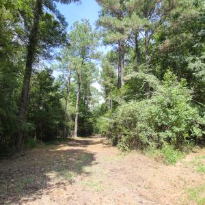 Photo of UNDER CONTRACT!  47 Acres of Timber and Hunting Land For Sale in Pitt County NC!