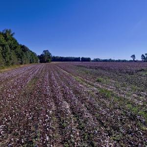 Photo of UNDER CONTRACT!  24.5 Acres of Farm and Hunting Land For Sale in Halifax County NC!