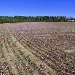 Photo of UNDER CONTRACT!  24.5 Acres of Farm and Hunting Land For Sale in Halifax County NC!