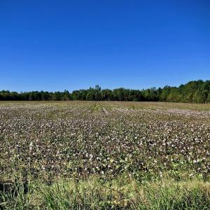 Photo of UNDER CONTRACT!  24.5 Acres of Farm and Hunting Land For Sale in Halifax County NC!