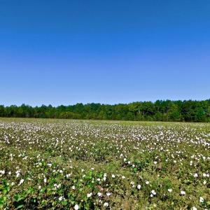 Photo of UNDER CONTRACT!  24.5 Acres of Farm and Hunting Land For Sale in Halifax County NC!