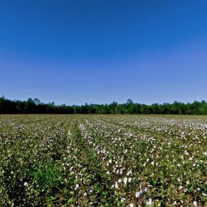 Photo of UNDER CONTRACT!  24.5 Acres of Farm and Hunting Land For Sale in Halifax County NC!