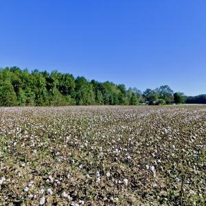 Photo of UNDER CONTRACT!  24.5 Acres of Farm and Hunting Land For Sale in Halifax County NC!