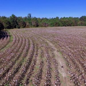 Photo of UNDER CONTRACT!  24.5 Acres of Farm and Hunting Land For Sale in Halifax County NC!