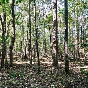 Photo of UNDER CONTRACT!  24.5 Acres of Farm and Hunting Land For Sale in Halifax County NC!