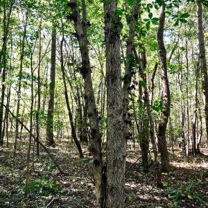 Photo of UNDER CONTRACT!  24.5 Acres of Farm and Hunting Land For Sale in Halifax County NC!