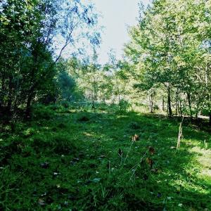 Photo of UNDER CONTRACT!  24.5 Acres of Farm and Hunting Land For Sale in Halifax County NC!