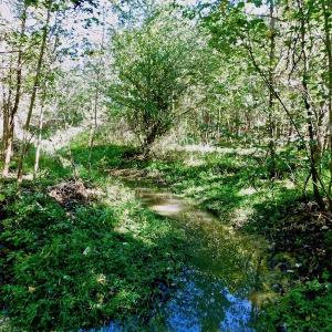 Photo of UNDER CONTRACT!  24.5 Acres of Farm and Hunting Land For Sale in Halifax County NC!