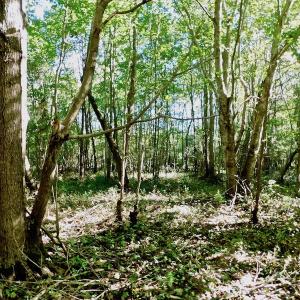 Photo of UNDER CONTRACT!  24.5 Acres of Farm and Hunting Land For Sale in Halifax County NC!