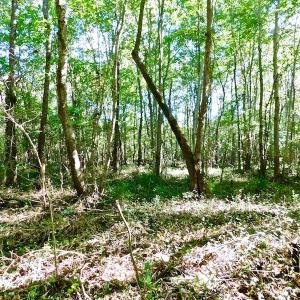 Photo of UNDER CONTRACT!  24.5 Acres of Farm and Hunting Land For Sale in Halifax County NC!