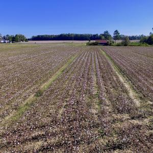 Photo of UNDER CONTRACT!  24.5 Acres of Farm and Hunting Land For Sale in Halifax County NC!