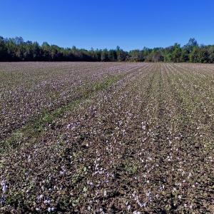 Photo of UNDER CONTRACT!  24.5 Acres of Farm and Hunting Land For Sale in Halifax County NC!