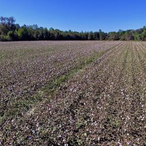 Photo of UNDER CONTRACT!  24.5 Acres of Farm and Hunting Land For Sale in Halifax County NC!