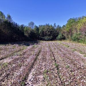 Photo of UNDER CONTRACT!  24.5 Acres of Farm and Hunting Land For Sale in Halifax County NC!