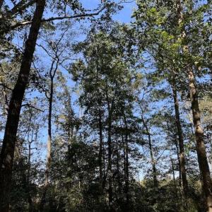 Photo of SOLD!  18.23 Acres of Recreational Land with Pond For Sale in Greene County NC!