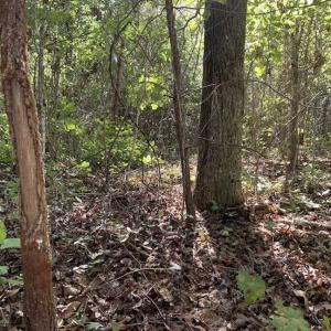 Photo of SOLD!  18.23 Acres of Recreational Land with Pond For Sale in Greene County NC!