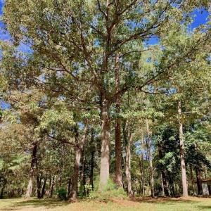Photo of SOLD!  18.23 Acres of Recreational Land with Pond For Sale in Greene County NC!
