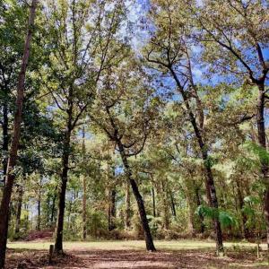 Photo of SOLD!  18.23 Acres of Recreational Land with Pond For Sale in Greene County NC!