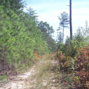Photo of UNDER CONTRACT!  15 Acres of Hunting and Residential Land For Sale in Prince Edward County VA!