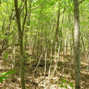 Photo of UNDER CONTRACT!  15 Acres of Hunting and Residential Land For Sale in Prince Edward County VA!