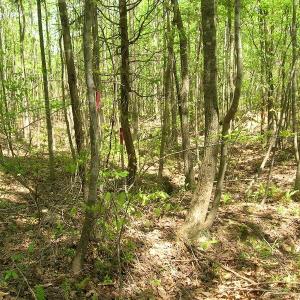 Photo of UNDER CONTRACT!  15 Acres of Hunting and Residential Land For Sale in Prince Edward County VA!