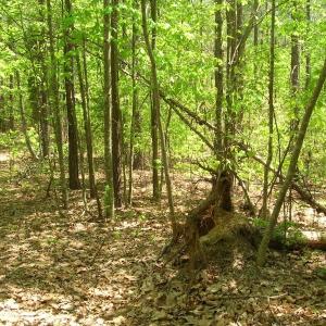 Photo of UNDER CONTRACT!  15 Acres of Hunting and Residential Land For Sale in Prince Edward County VA!