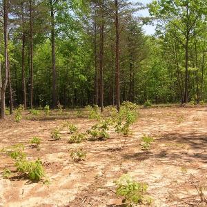 Photo of UNDER CONTRACT!  15 Acres of Hunting and Residential Land For Sale in Prince Edward County VA!