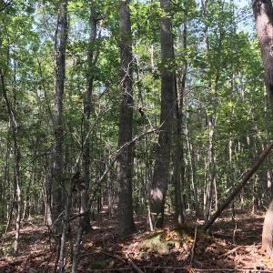 Photo of UNDER CONTRACT!  15 Acres of Hunting and Residential Land For Sale in Prince Edward County VA!