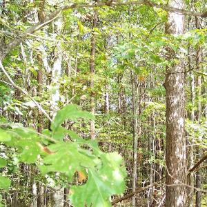 Photo of UNDER CONTRACT!  15 Acres of Hunting and Residential Land For Sale in Prince Edward County VA!