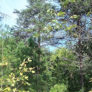Photo of UNDER CONTRACT!  15 Acres of Hunting and Residential Land For Sale in Prince Edward County VA!