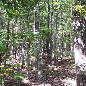 Photo of UNDER CONTRACT!  15 Acres of Hunting and Residential Land For Sale in Prince Edward County VA!