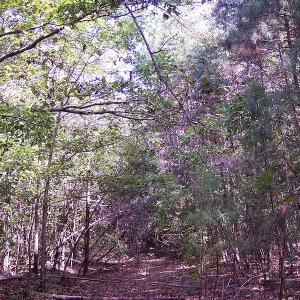 Photo of UNDER CONTRACT!  15 Acres of Hunting and Residential Land For Sale in Prince Edward County VA!