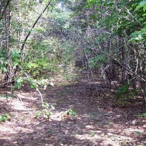 Photo of UNDER CONTRACT!  15 Acres of Hunting and Residential Land For Sale in Prince Edward County VA!